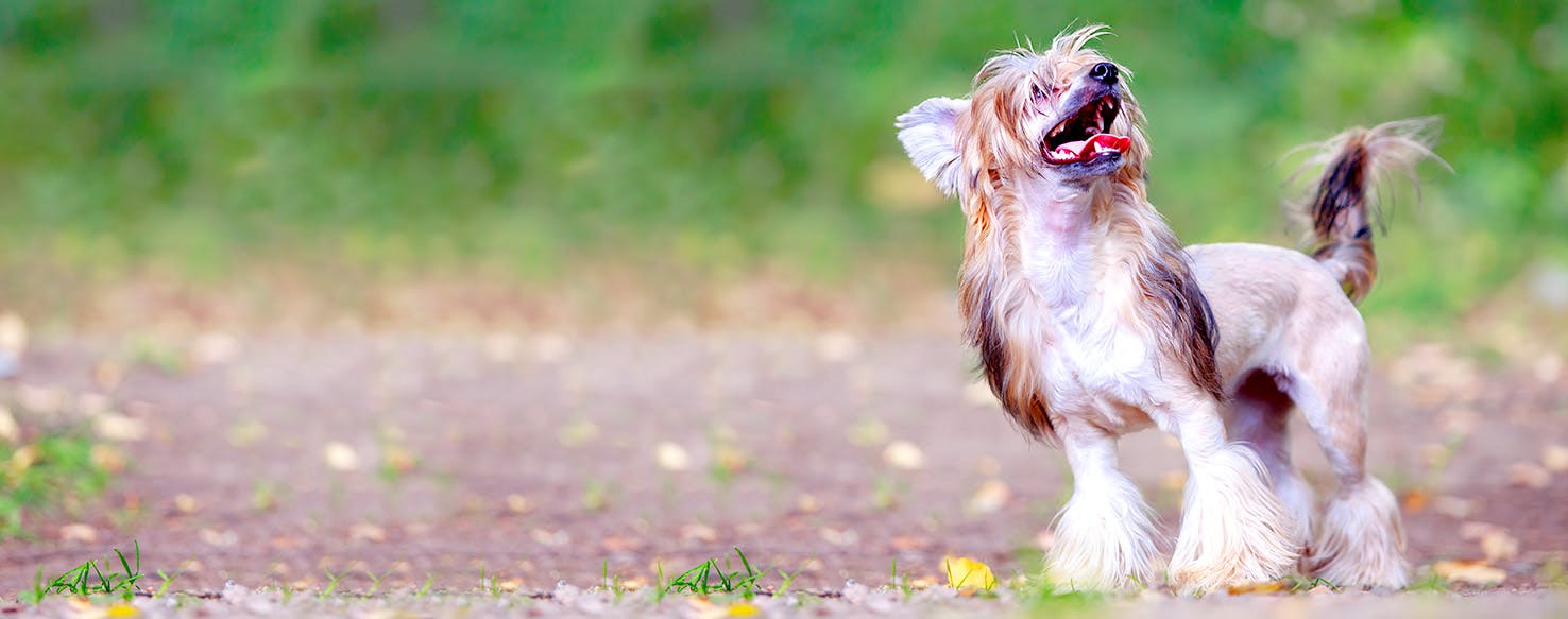 Dog dancing to latin hot sale music